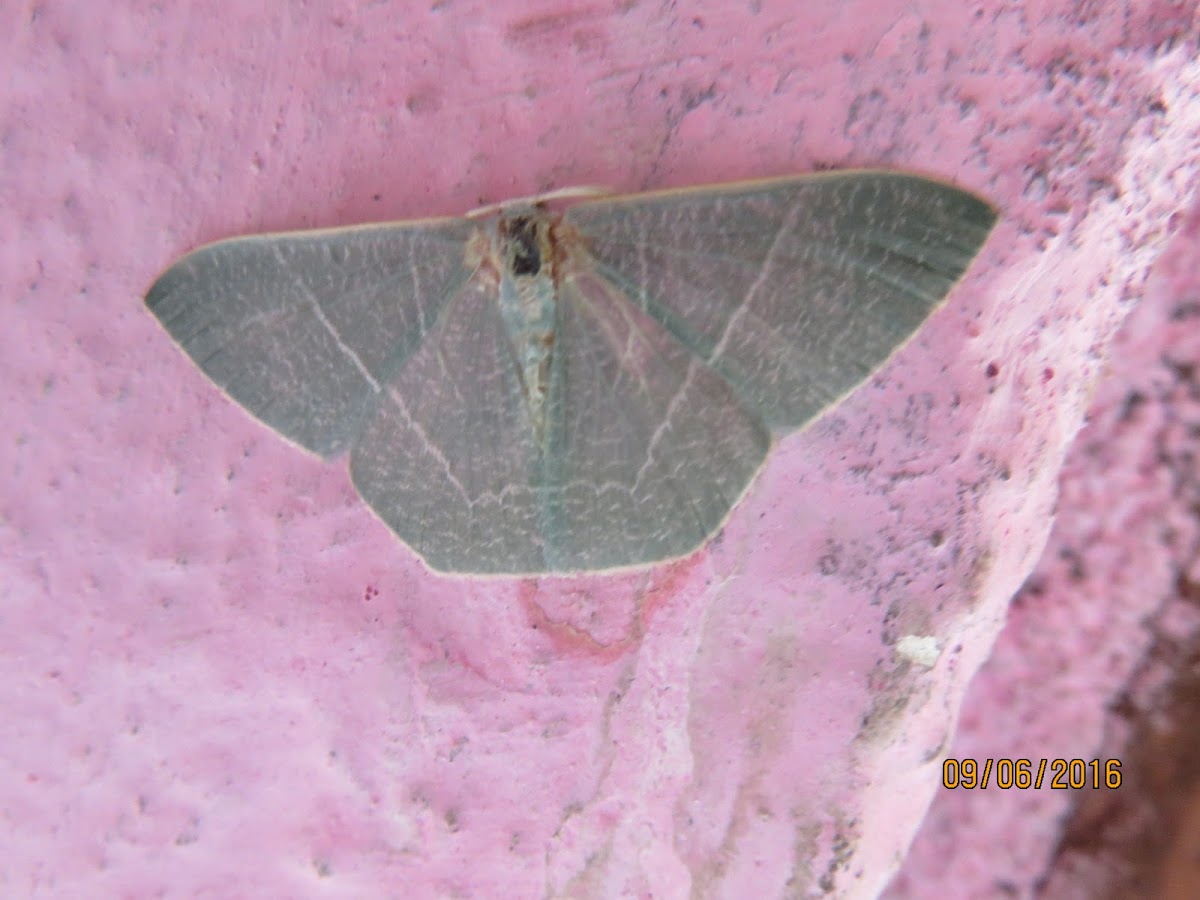 Common Emerald Moth