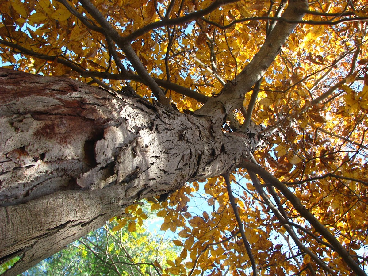 shagbark hickory