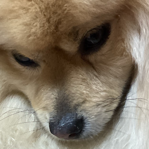 いっぬ🐕🕊️‪🐹