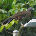 Grey-headed Chachalaca