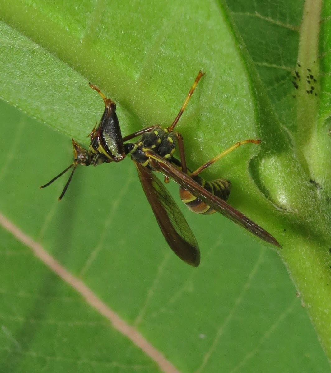 Wasp Mantidfly