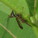 Wasp Mantidfly