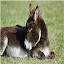 Miniature Donkey Themes & New Tab