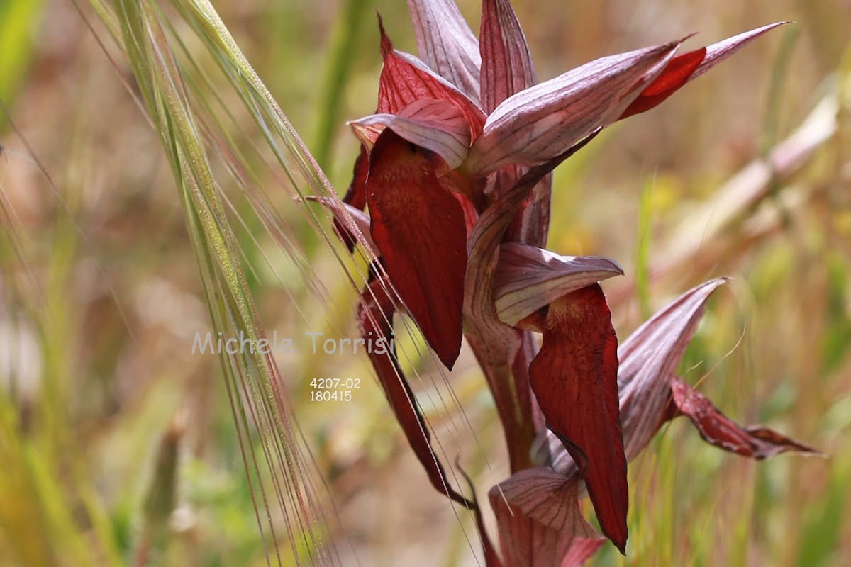 Serapias orientalis subsp. siciliensis Bartolo & Pulv.