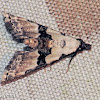 Thin-winged Owlet Moth