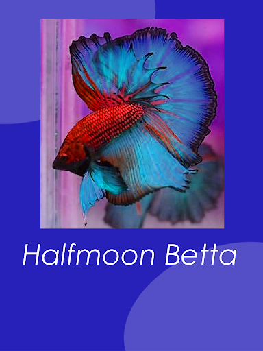 Betta Basics