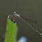 Damselfly