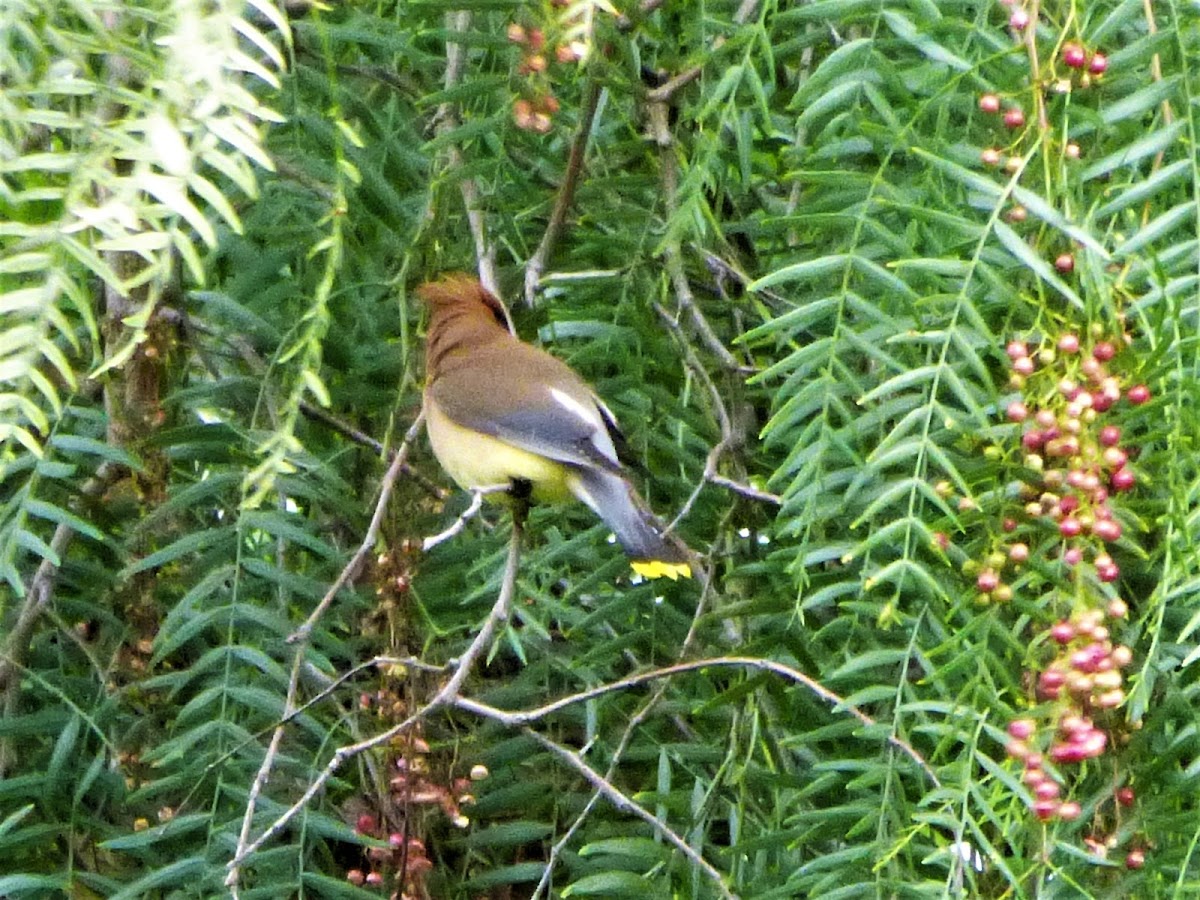 Cedar Waxwing