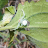 Flower Crab Spider (White Form)