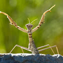 Running mantis