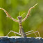 Running mantis