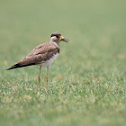 Yellow Wattled Lapwing