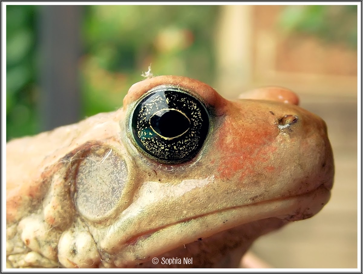 African red toad or African split-skin toad