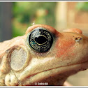 African red toad or African split-skin toad