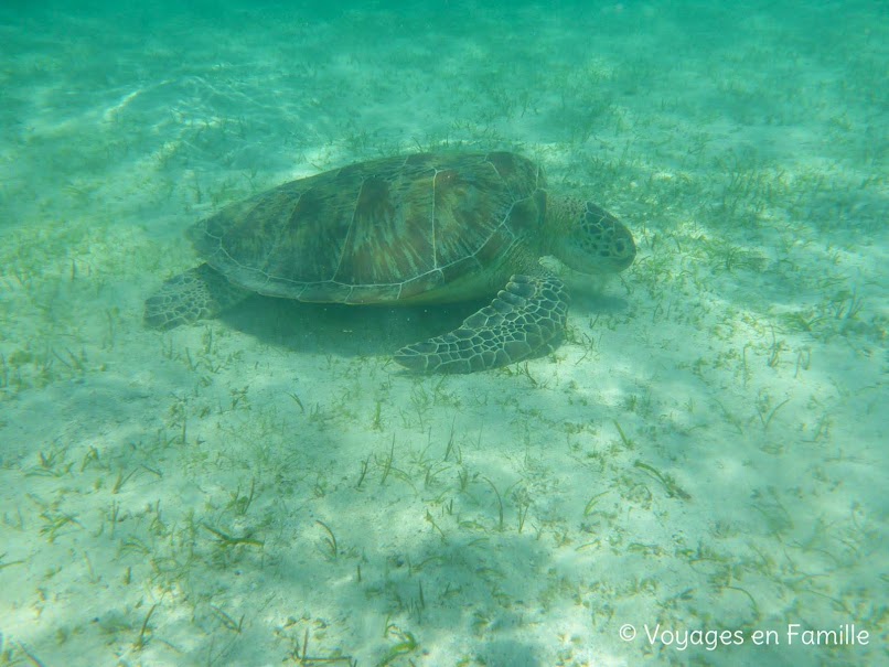 Port-Barton - Inoladoan island, turtle spot