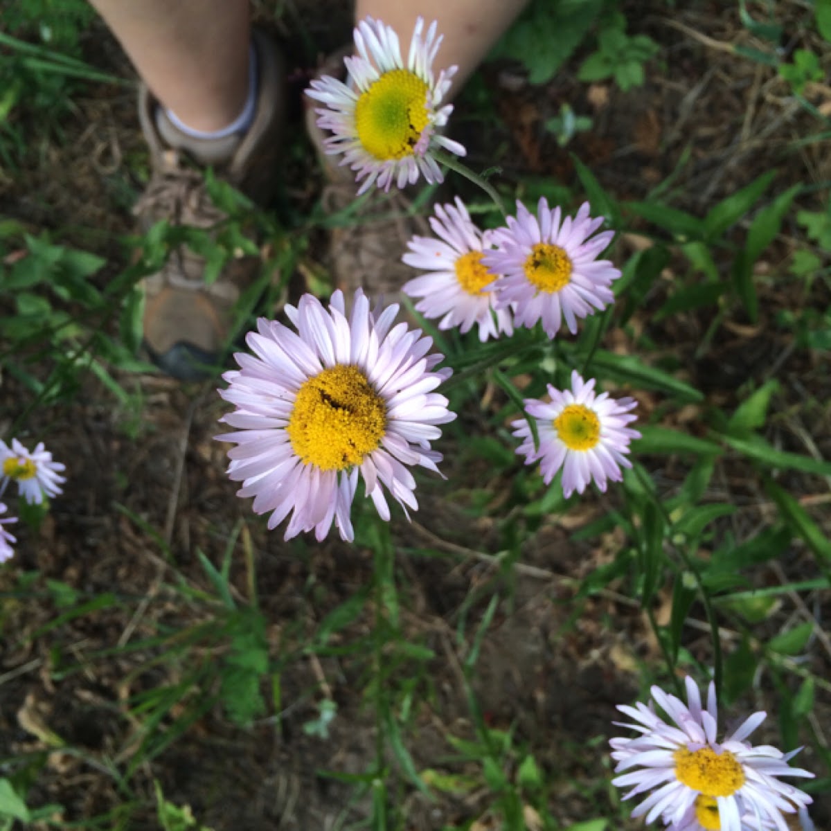 Alpine aster