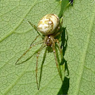 Cross spider