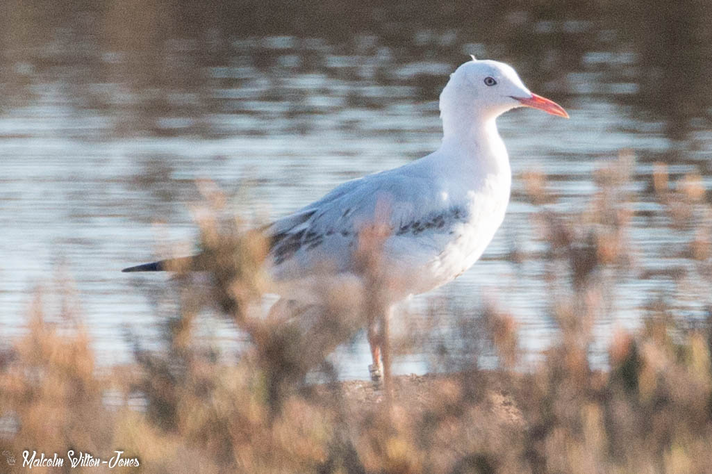 Slender-billed Gull; Gaviota Picofina