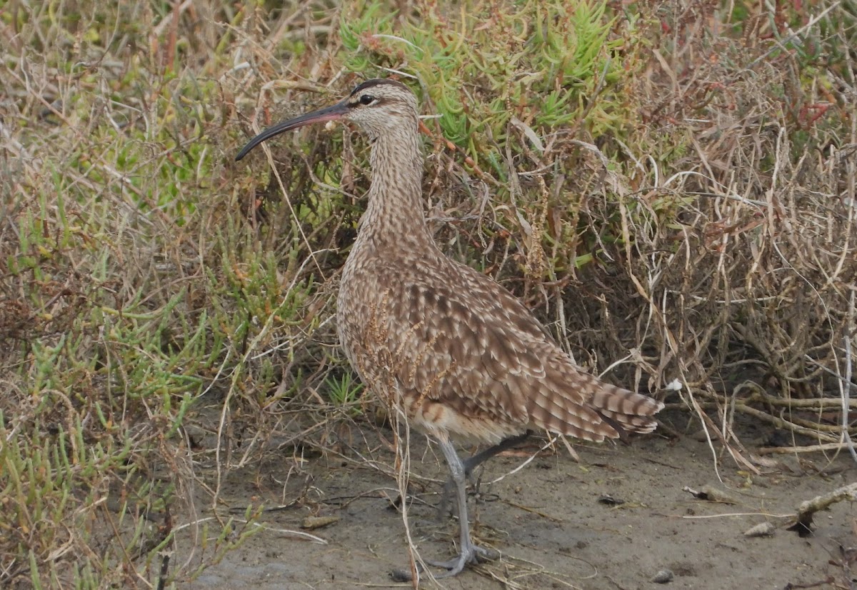 Whimbrel