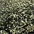 Viburnum