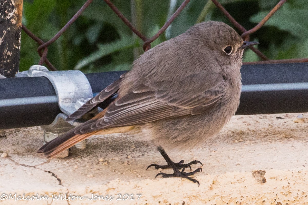 Black Redstart; Colirrojo Tizón