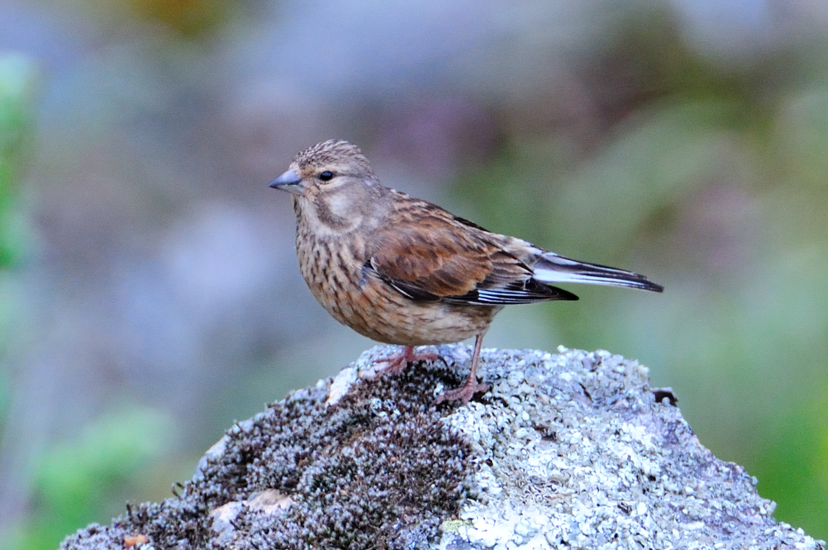 Common Linnet; Pardillo Común