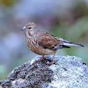 Common Linnet; Pardillo Común