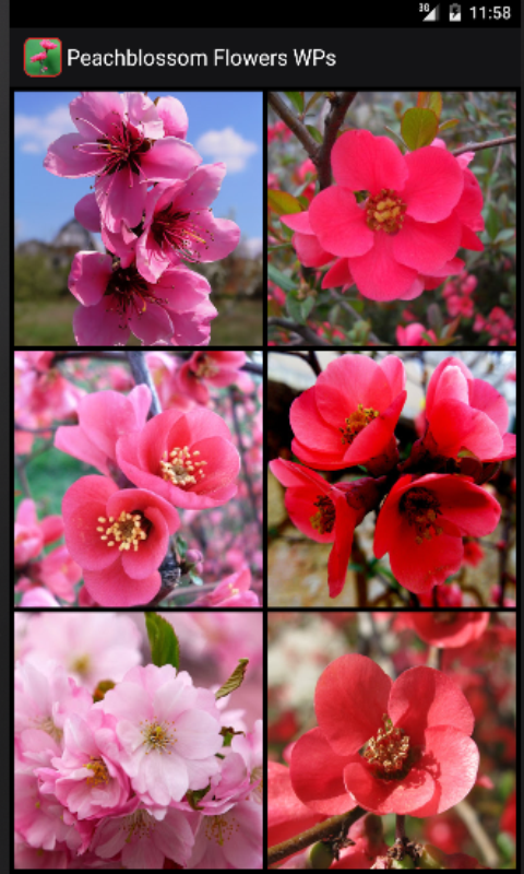 Peachblossom Flowers WPs Screen 1