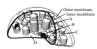 Plastids