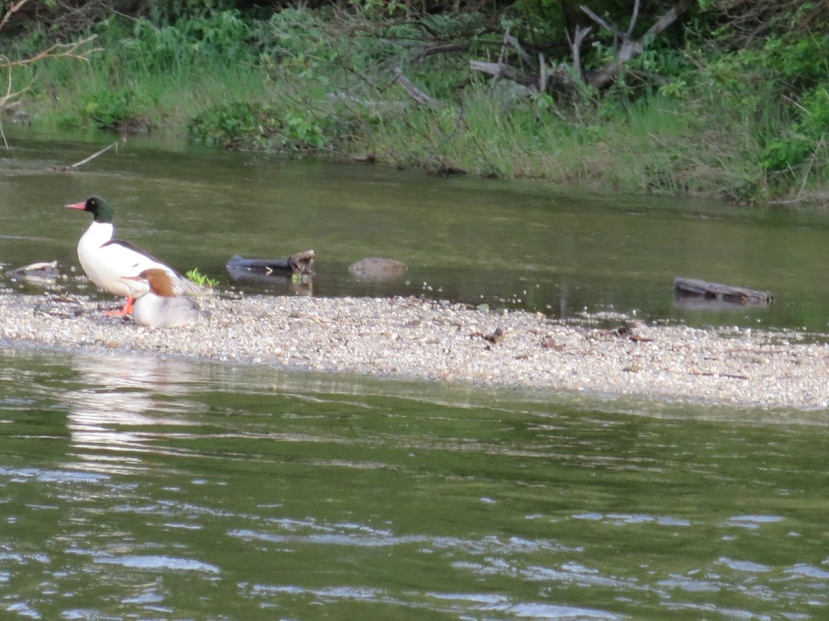 Common merganser