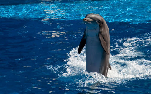 免費下載個人化APP|Dolphin Live Wallpaper app開箱文|APP開箱王