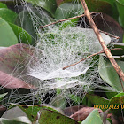 Tent- web spider's web