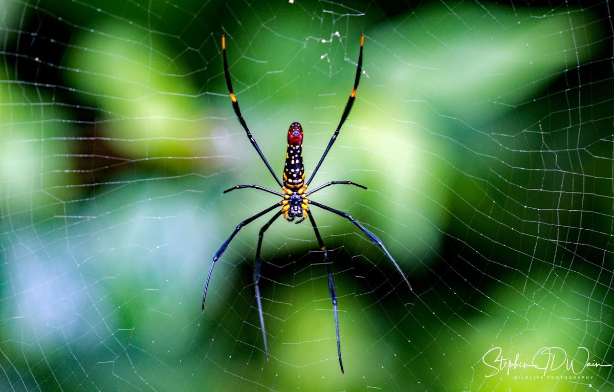 Spider, Golden silk orb-weaver