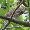 Tree Pipit