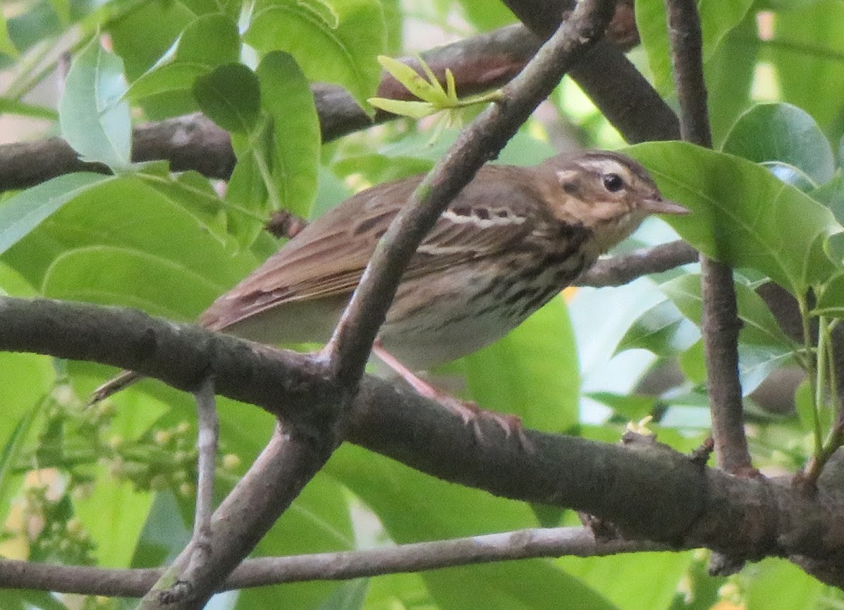 Tree Pipit