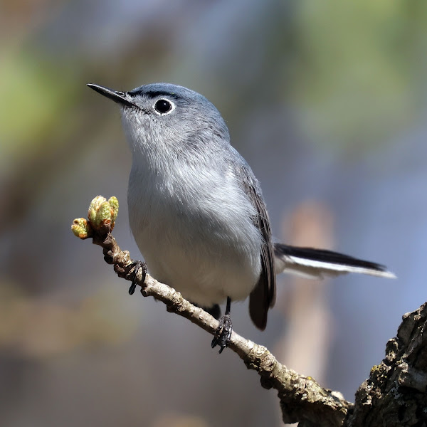 Gnatcatcher - Wikipedia