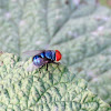 Oriental Latrine Fly