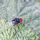 Oriental Latrine Fly