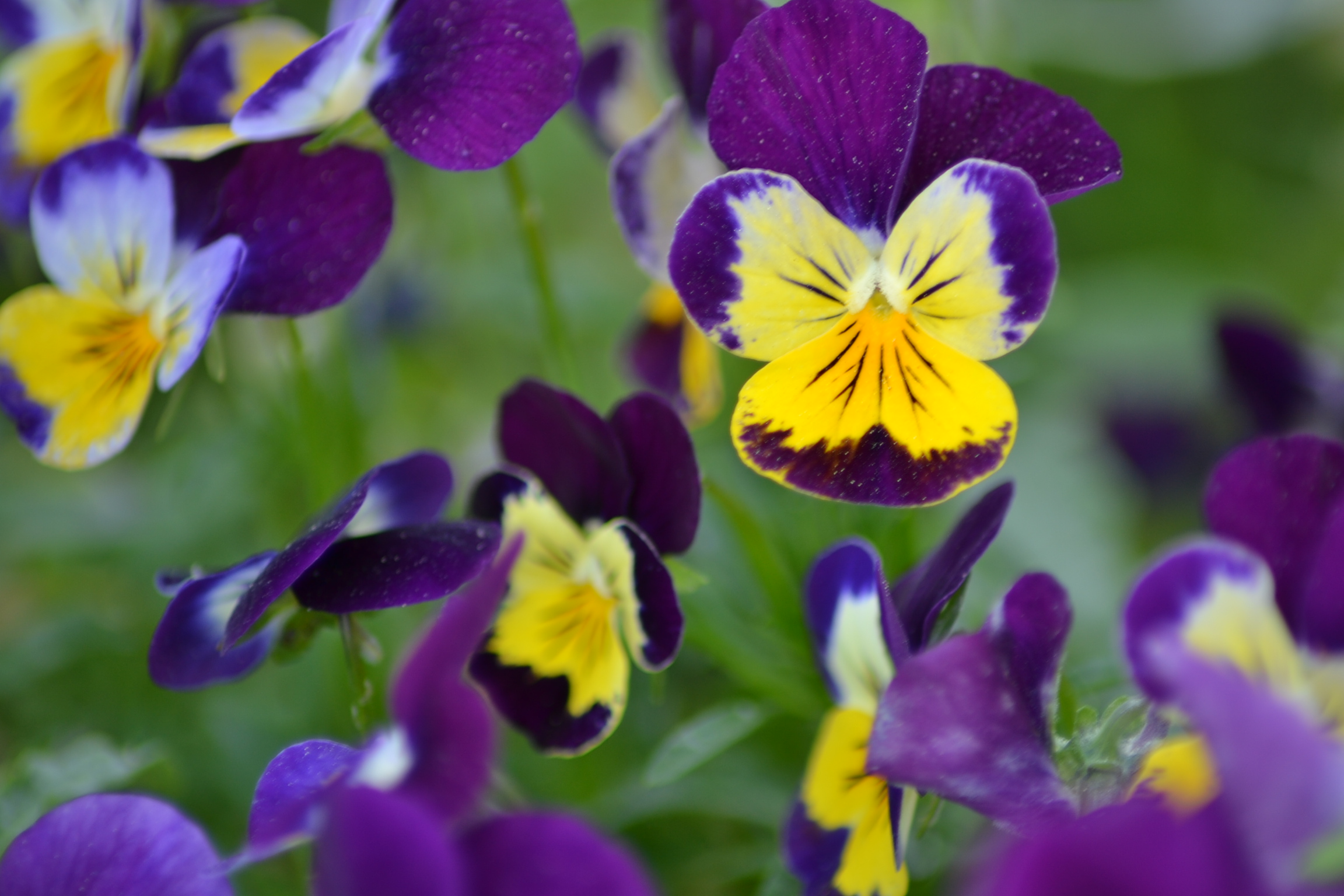 Di viola e giallo di claboni