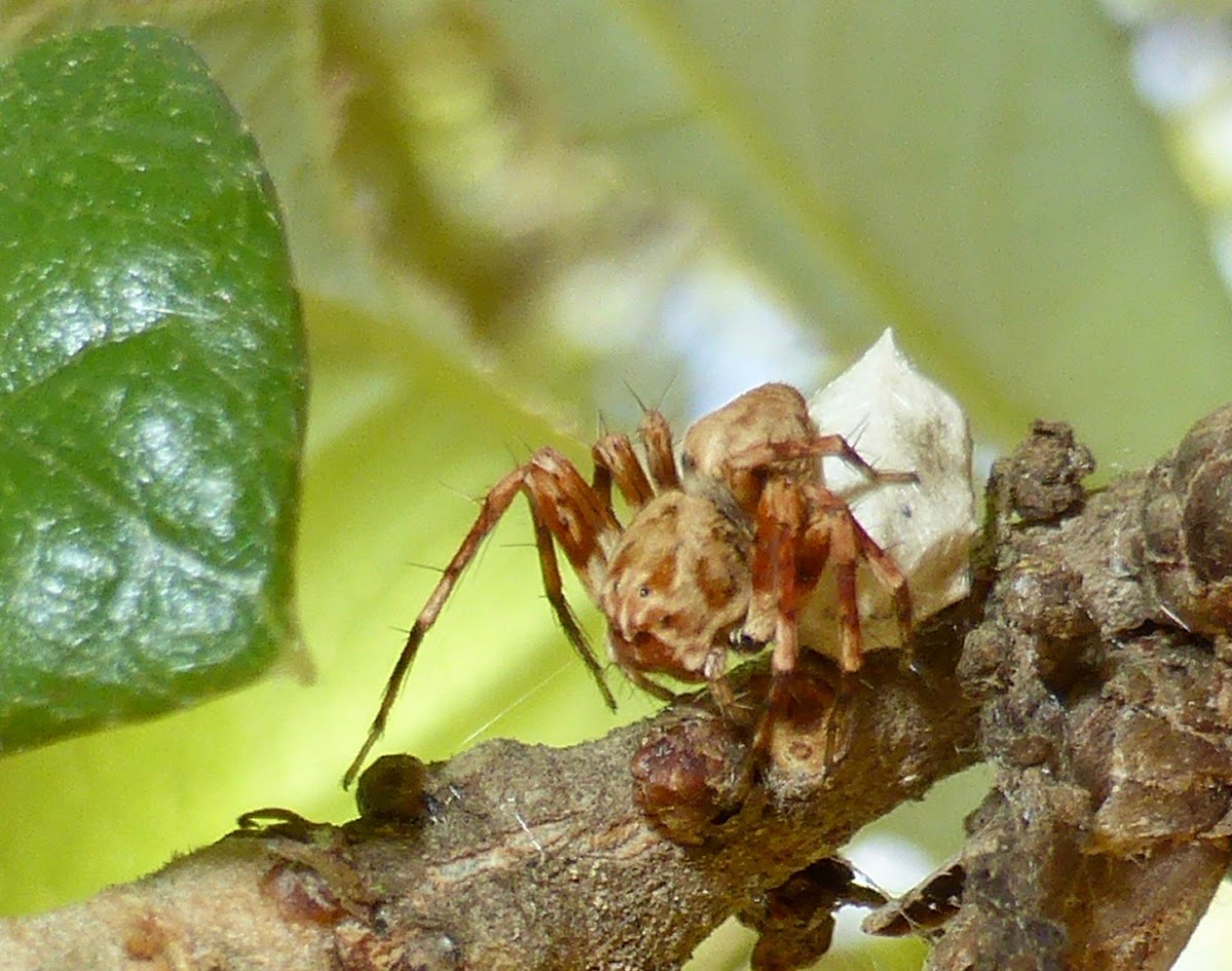 Arboreal Lynx Spider