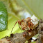 Arboreal Lynx Spider