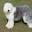 Old English Sheepdog Themes & New Tab