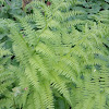 Bracken fern