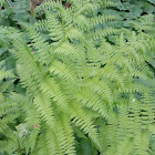 Bracken fern