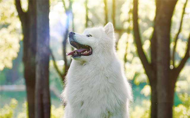 samoyed Themes & New Tab