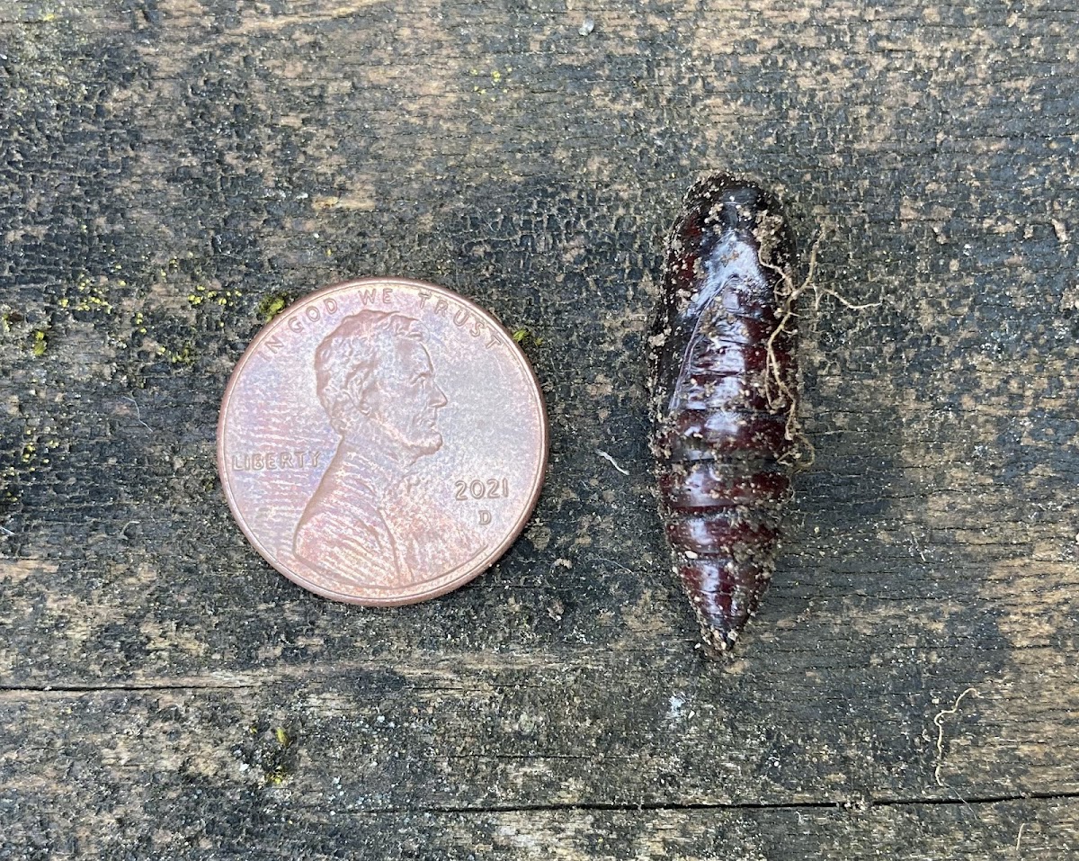 pupal stage of unidentified insect