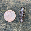 pupal stage of unidentified insect