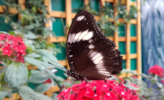 Great eggfly_male