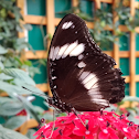 Great eggfly_male