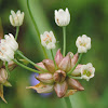 Wild Onion, Meadow Garlic